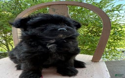 Pomapoo dogs for sale: Maddy - Image 16