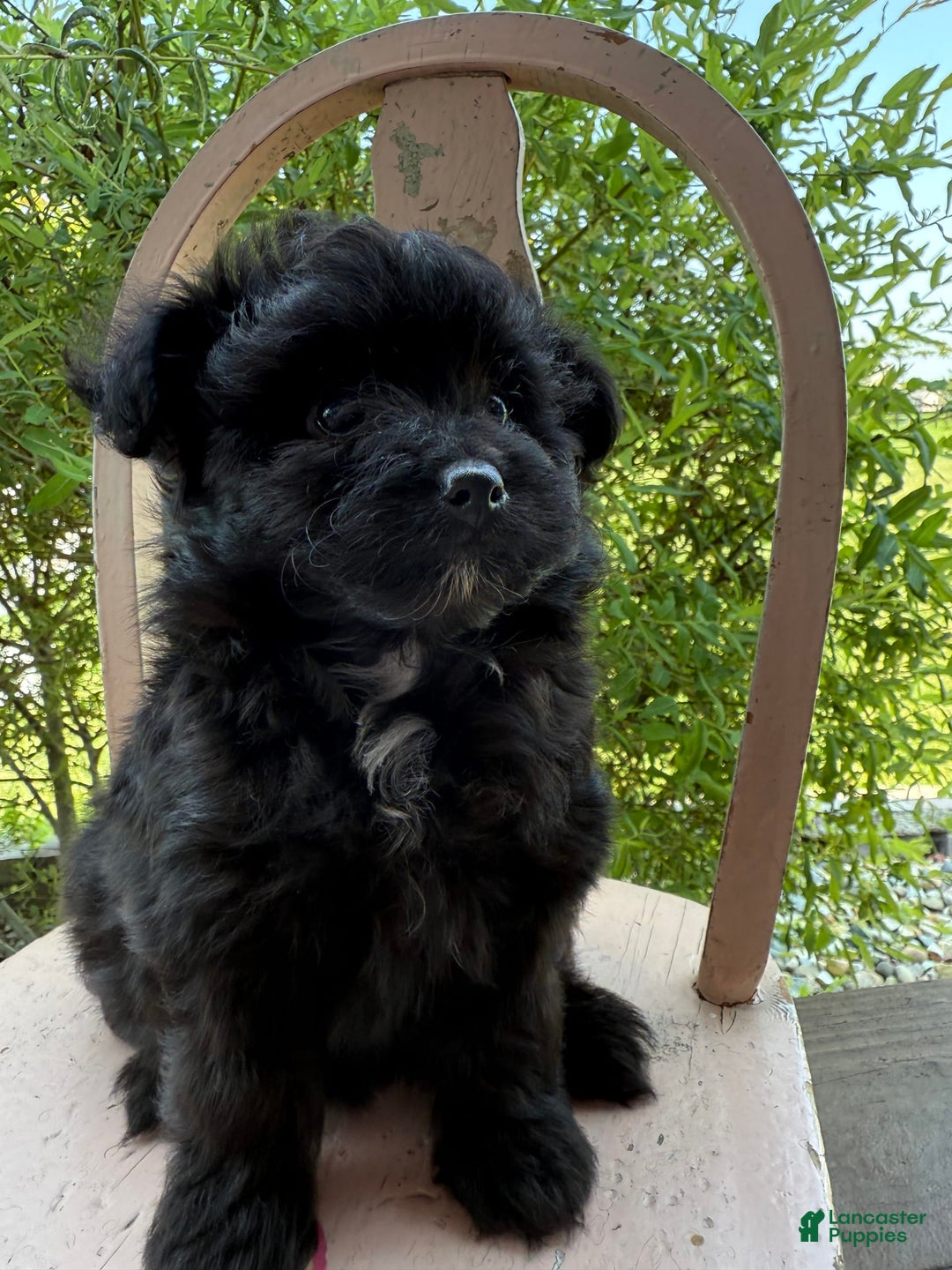 Pomapoo dogs for sale: Maddy - Image 16