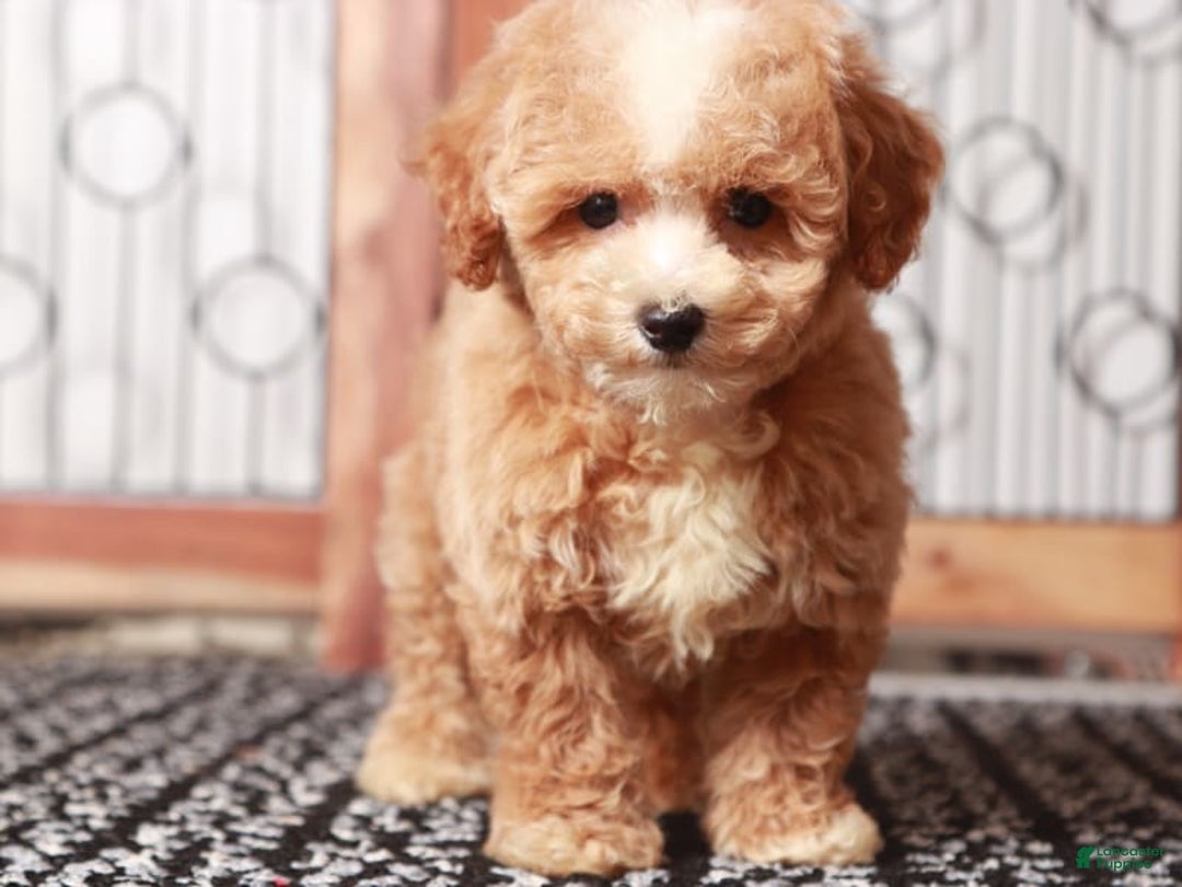 Bichpoo dogs for sale: Turbo - Image 2