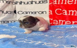 Chihuahua dogs for sale: Blue Sky Long Coat - Image 20