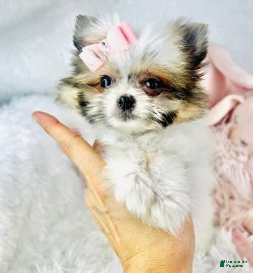 Pomeranian dogs for sale: Teacup - Image 1