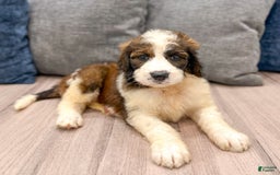 Saint Berdoodles dogs for sale: Sasha - Image 2