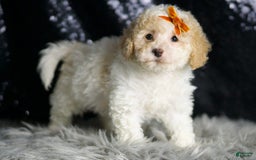 Maltipoo dogs for sale: Kelce - Image 4