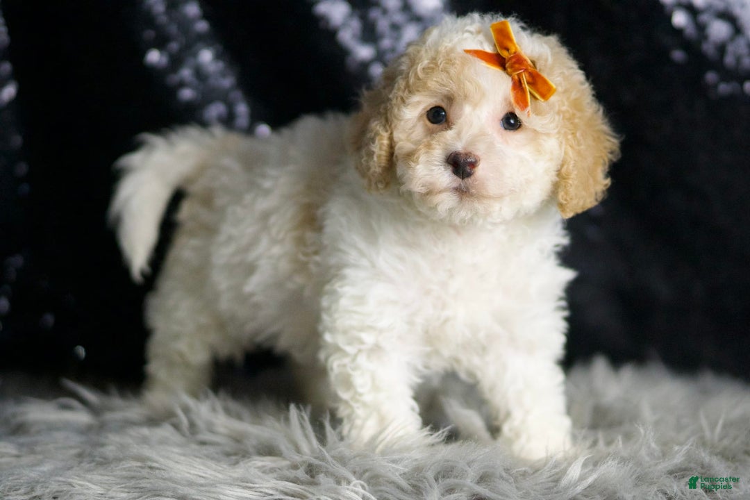Maltipoo dogs for sale: Kelce - Image 4