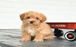 Maltipoo dogs for sale: Ruby - Image 3