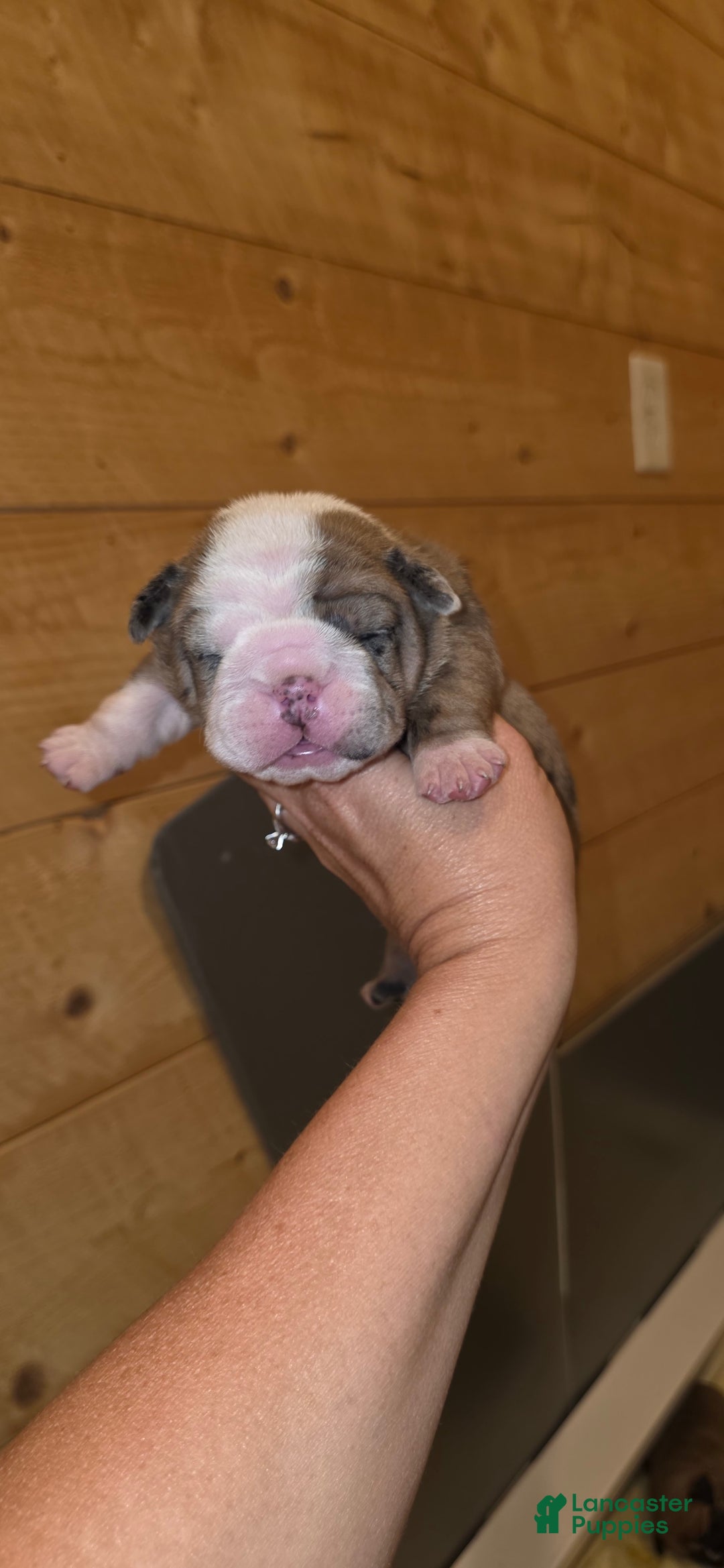 Olde English Bulldogge dogs for sale: Jimi - Image 2