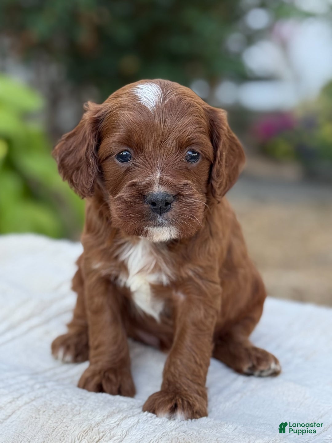Cavapoo dogs for sale: Lincoln - Image 10