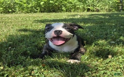 Olde English Bulldogge dogs for sale: Jp - Image 16