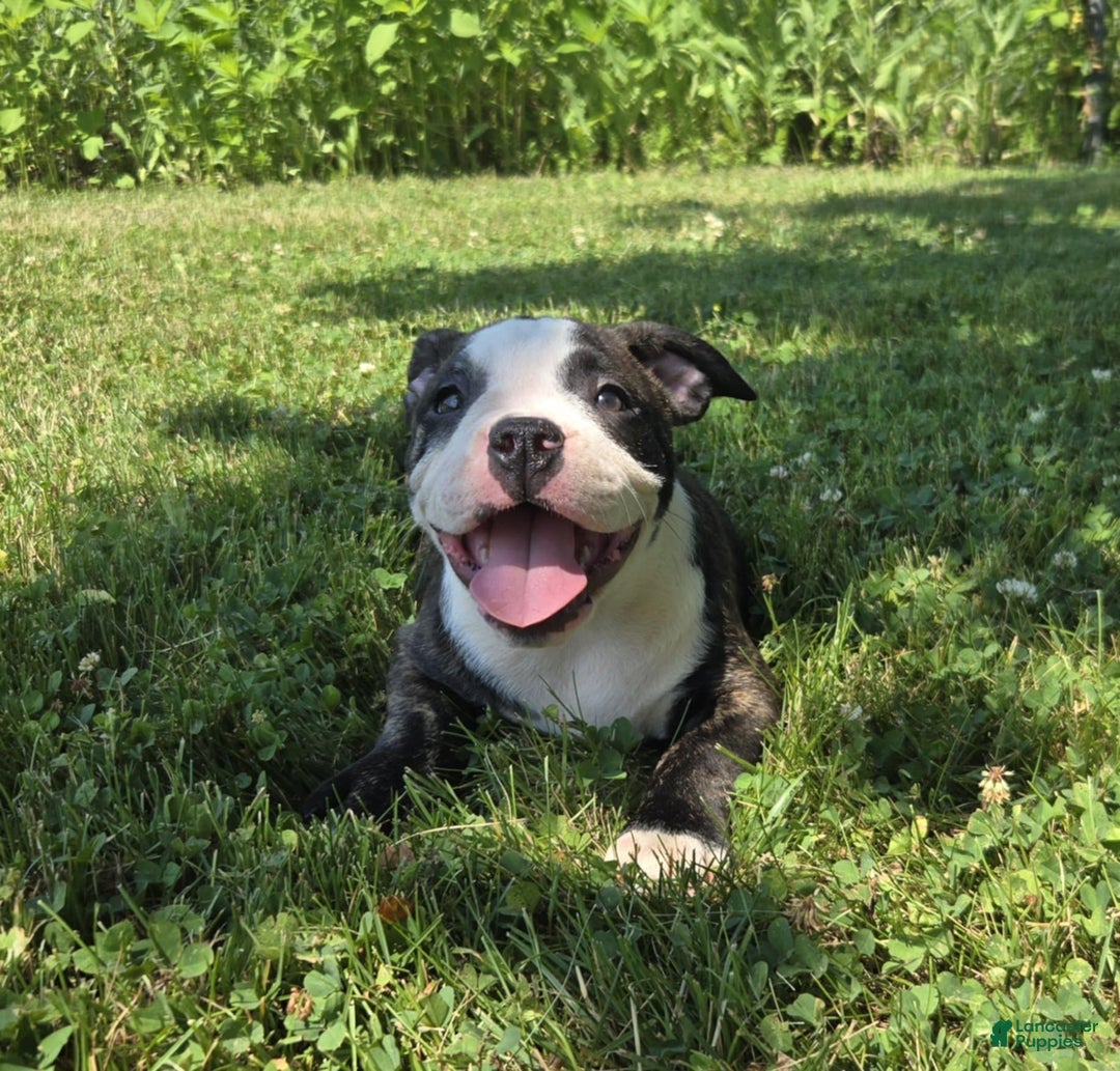 Olde English Bulldogge dogs for sale: Jp - Image 16