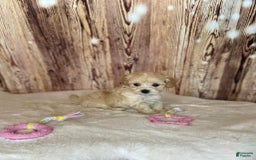 Maltipoo dogs for sale: Molly - Image 1