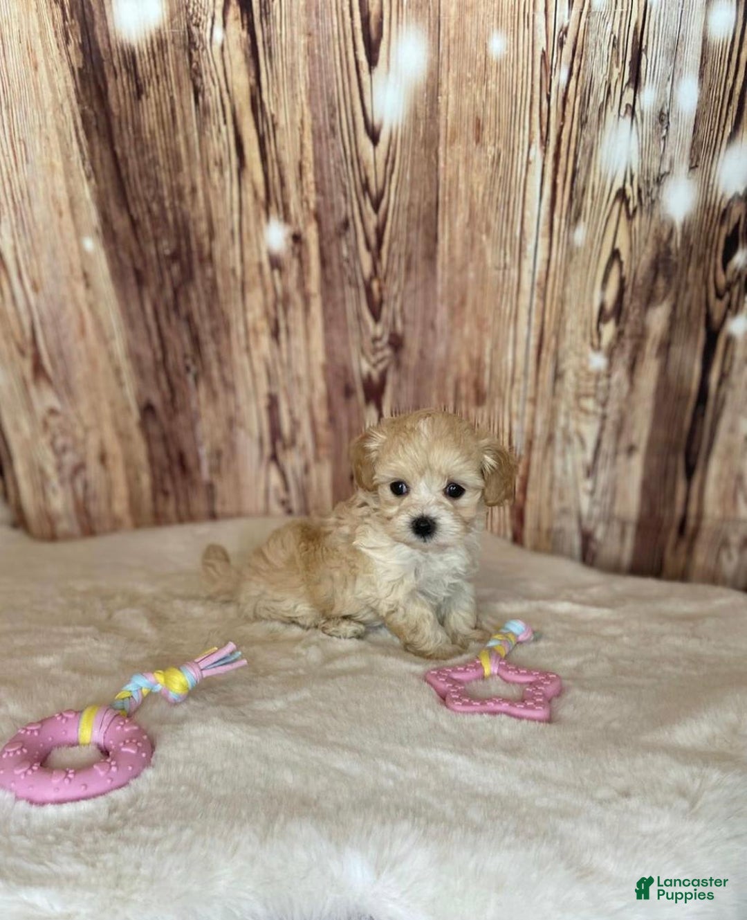 Maltipoo dogs for sale: Molly - Image 1