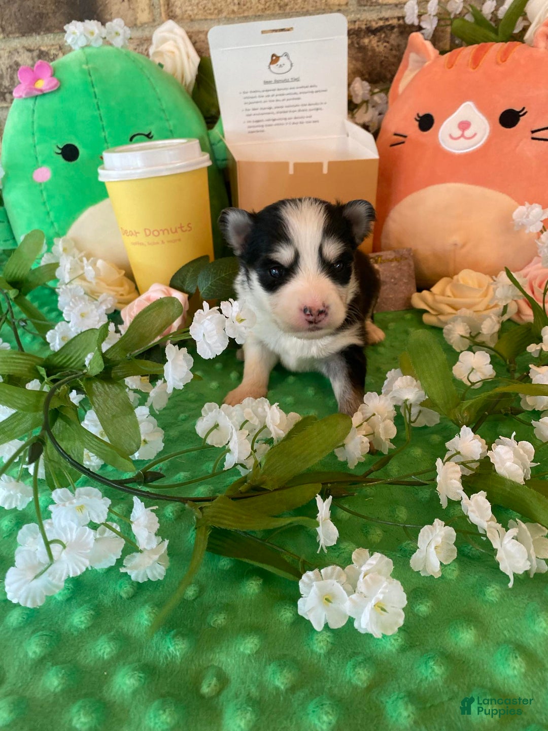 Pomsky dogs for sale: Chai - Image 8