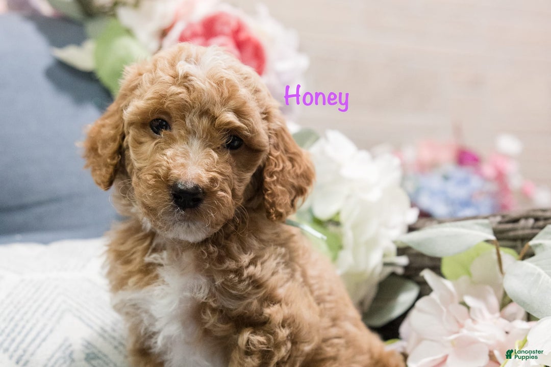 Standard Poodle dogs for sale: Honey - Image 2