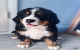Bernese Mountain Dog dogs for sale: Female Thin Blaze - Image 4