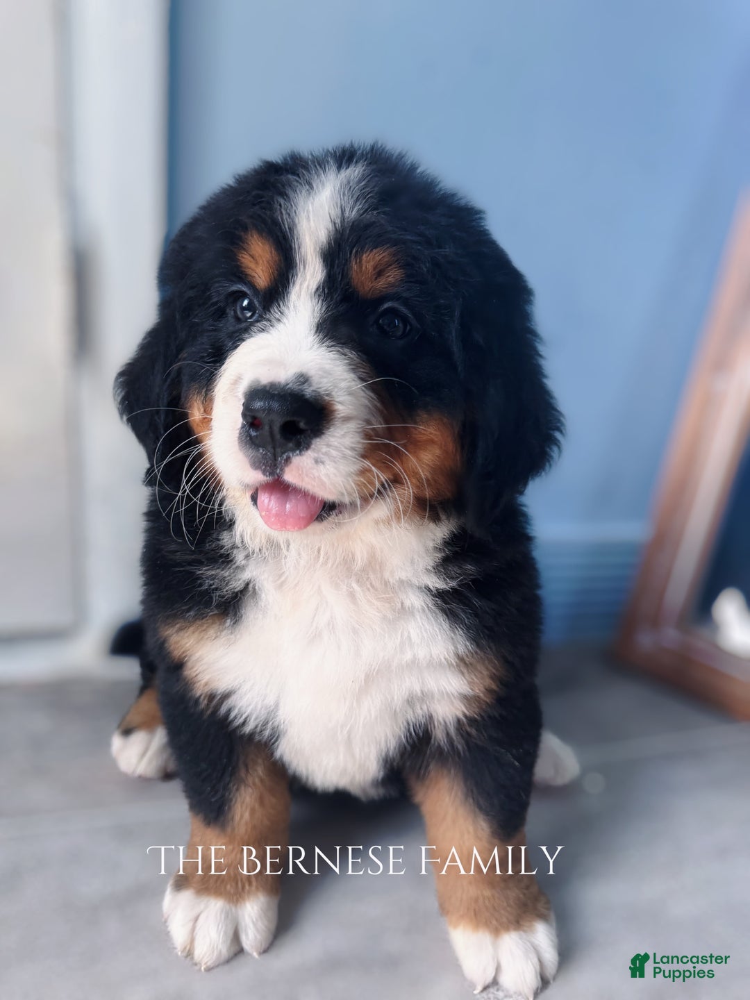 Bernese Mountain Dog dogs for sale: Female Thin Blaze - Image 4