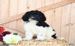 Miniature Poodle dogs for sale: Twix - Image 1