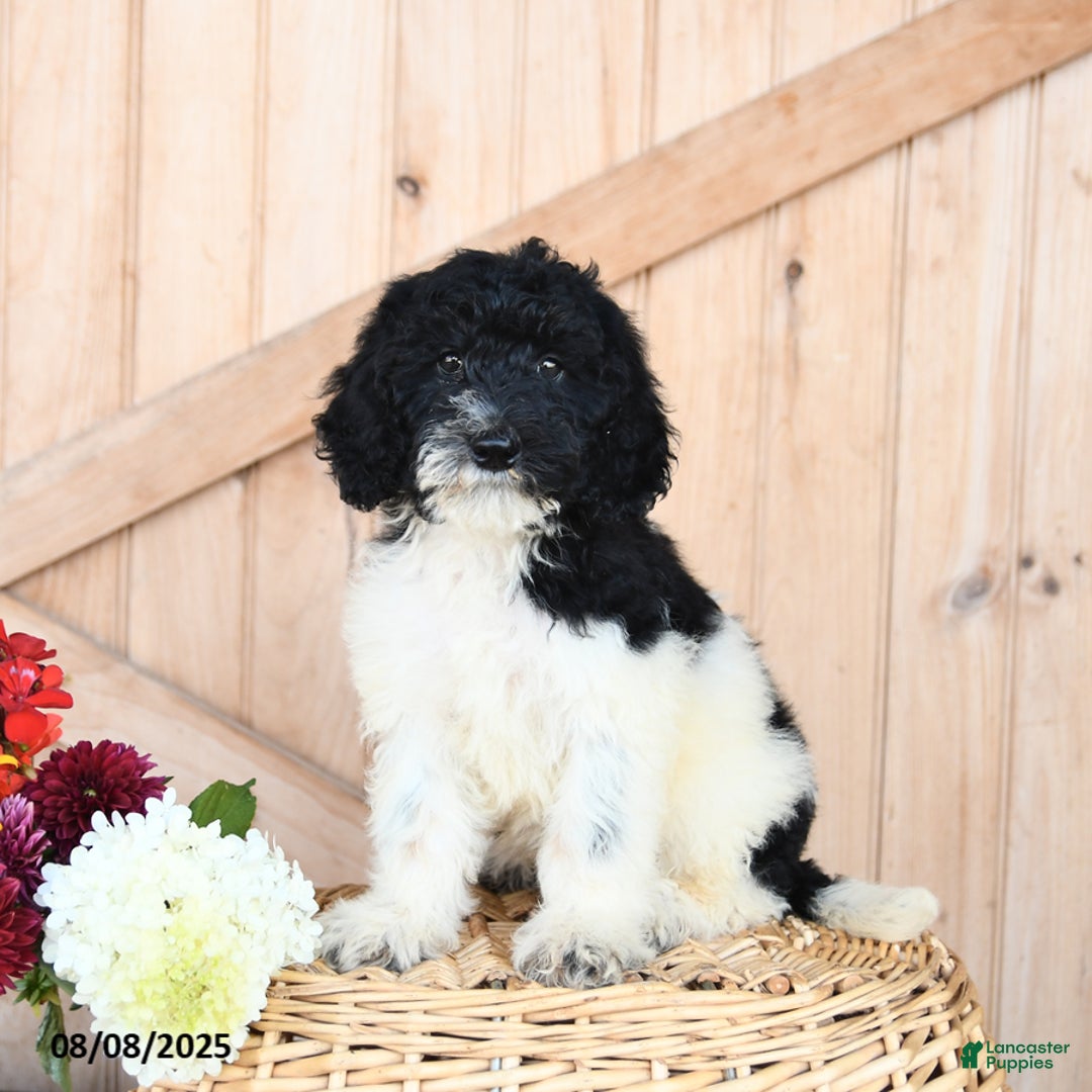 Miniature Poodle dogs for sale: Twix - Image 1
