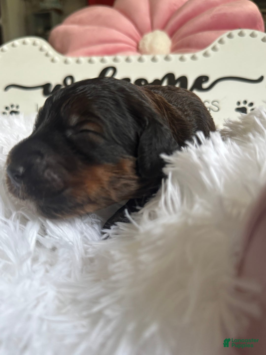 Bernedoodle dogs for sale: Dark Brown Sable Girl - Image 3