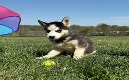 Siberian Husky dogs for sale: Nova Female 6 - Image 2