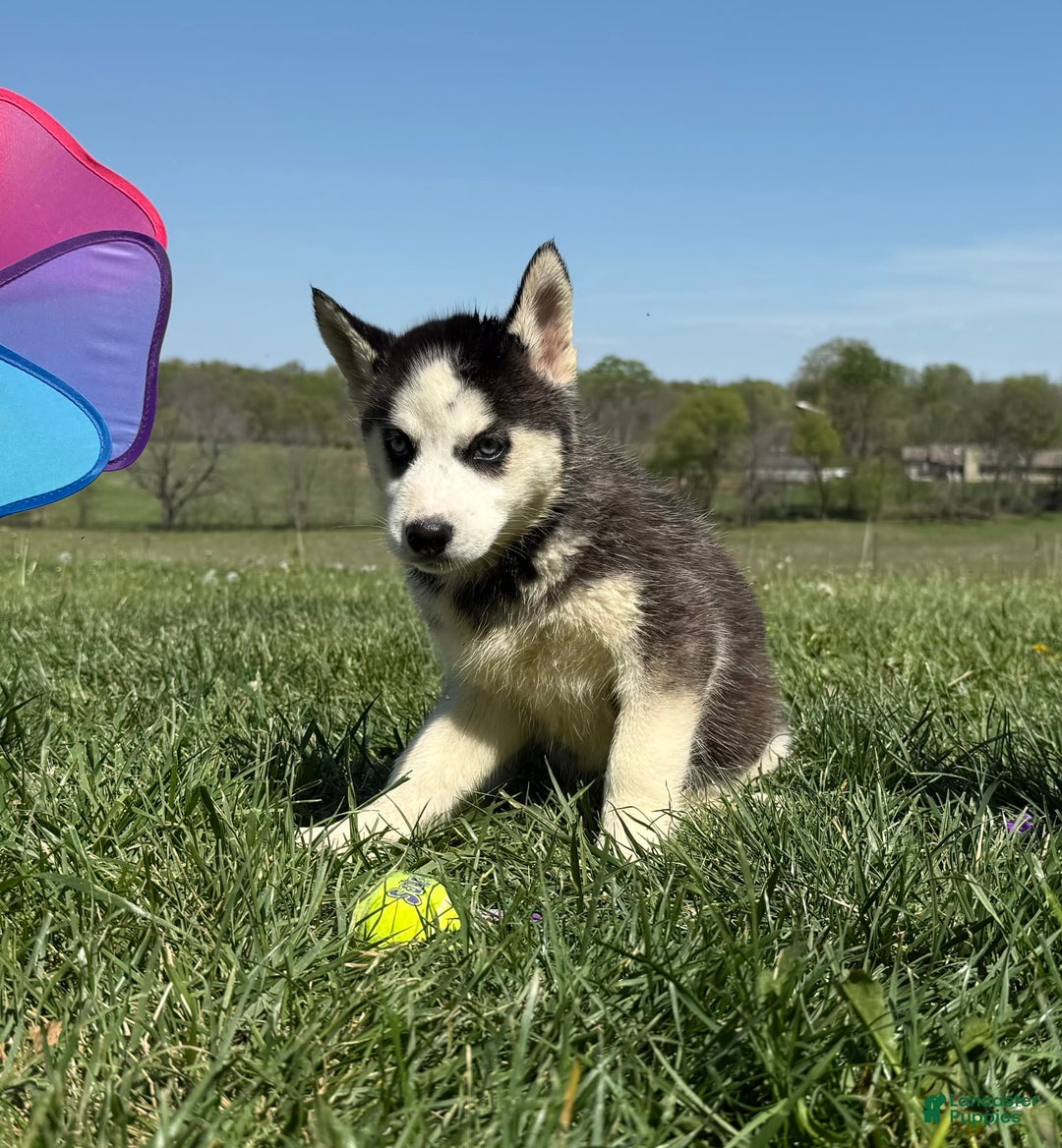 Siberian Husky dogs for sale: Nova Female 6 - Image 2