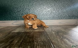 Cavapoo dogs for sale: Rayna - Image 4