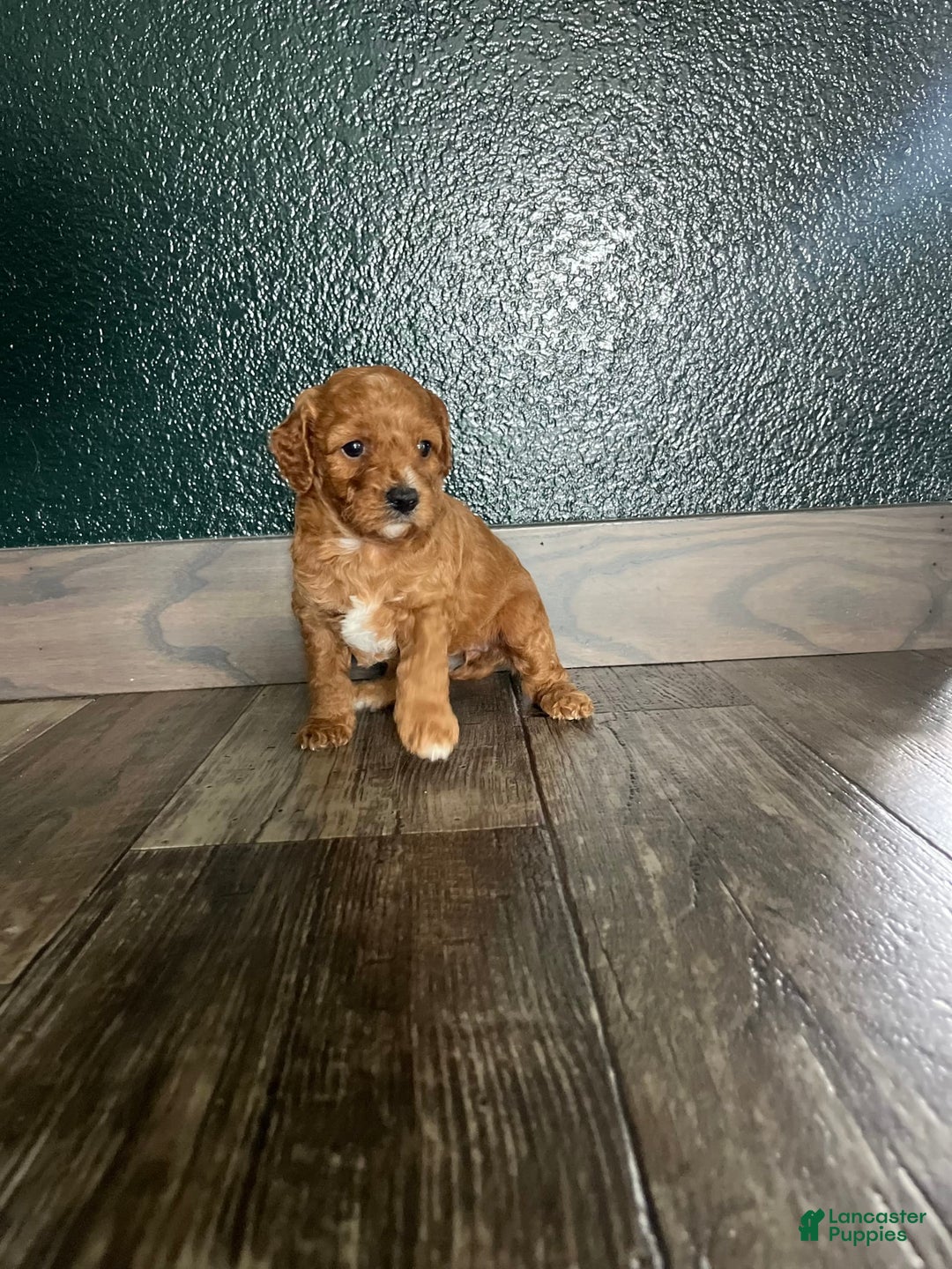 Cavapoo dogs for sale: Rayna - Image 4