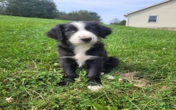 Border Collie dogs for sale: Bingo - Image 5