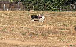 Olde English Bulldogge dogs for stud: Ivy - Image 8