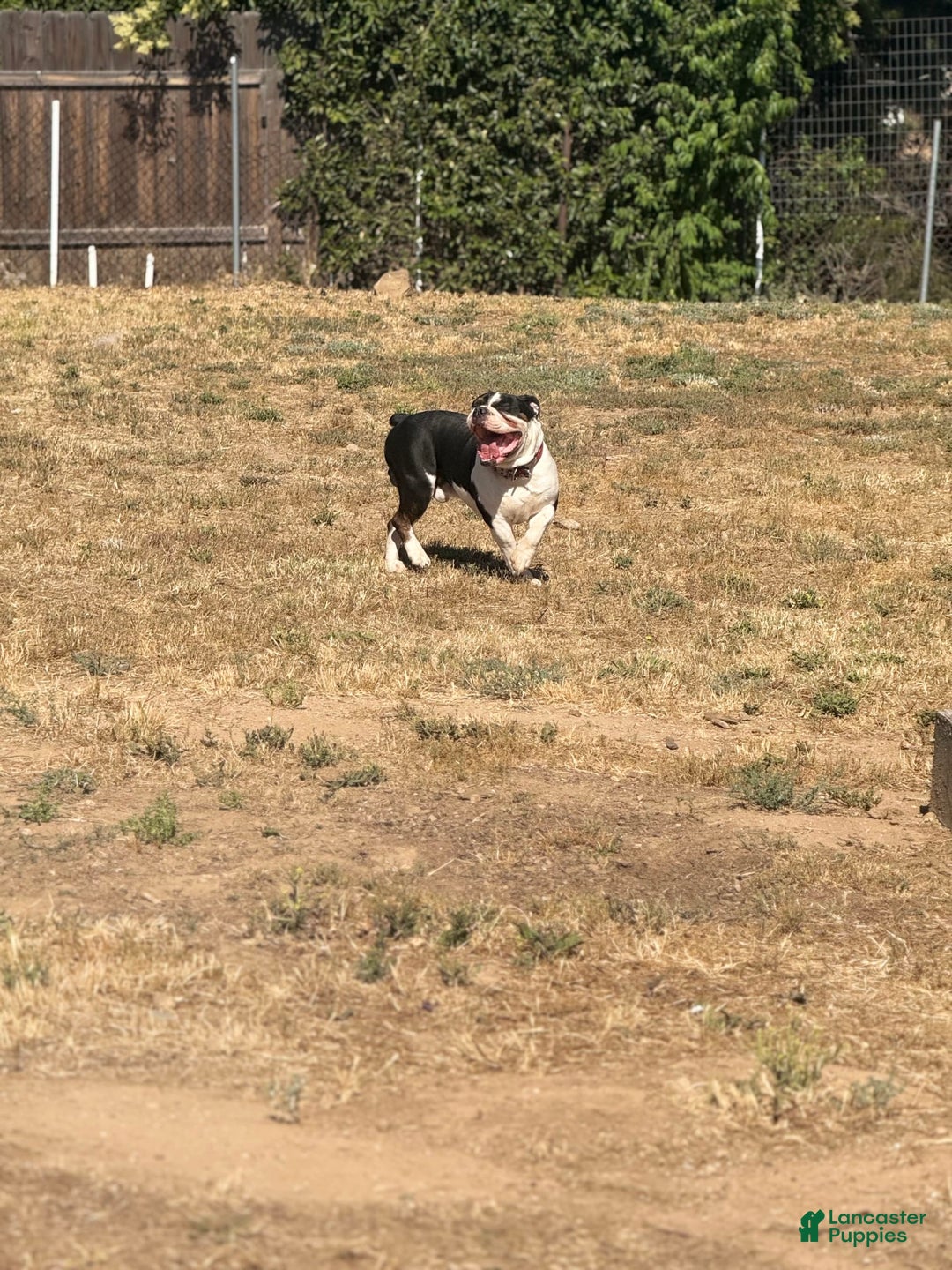 Olde English Bulldogge dogs for stud: Ivy - Image 8