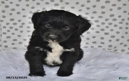 Aussiedoodle dogs for sale: Jewel - Image 2