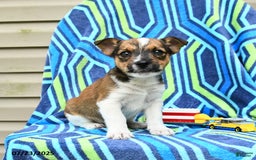 Jack Russell Terrier dogs for sale: Isaiah - Image 2