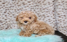 Miniature Poodle dogs for sale: Cedar - Image 4