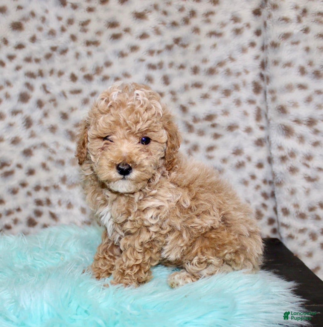 Miniature Poodle dogs for sale: Cedar - Image 4