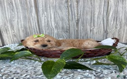 Mini Goldendoodle dogs for sale: Angie - Image 12