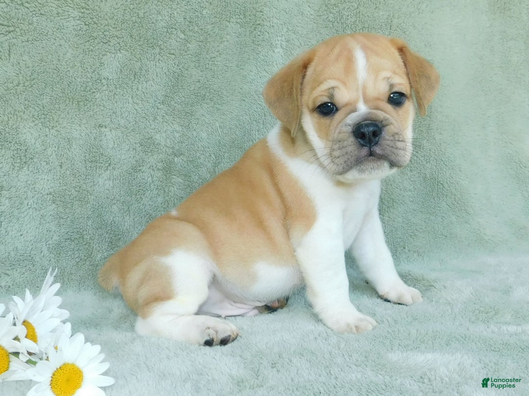 English Bulldog dogs for sale: Charlie - Image 1