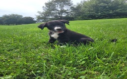 Border Collie dogs for sale: Bennie - Image 4