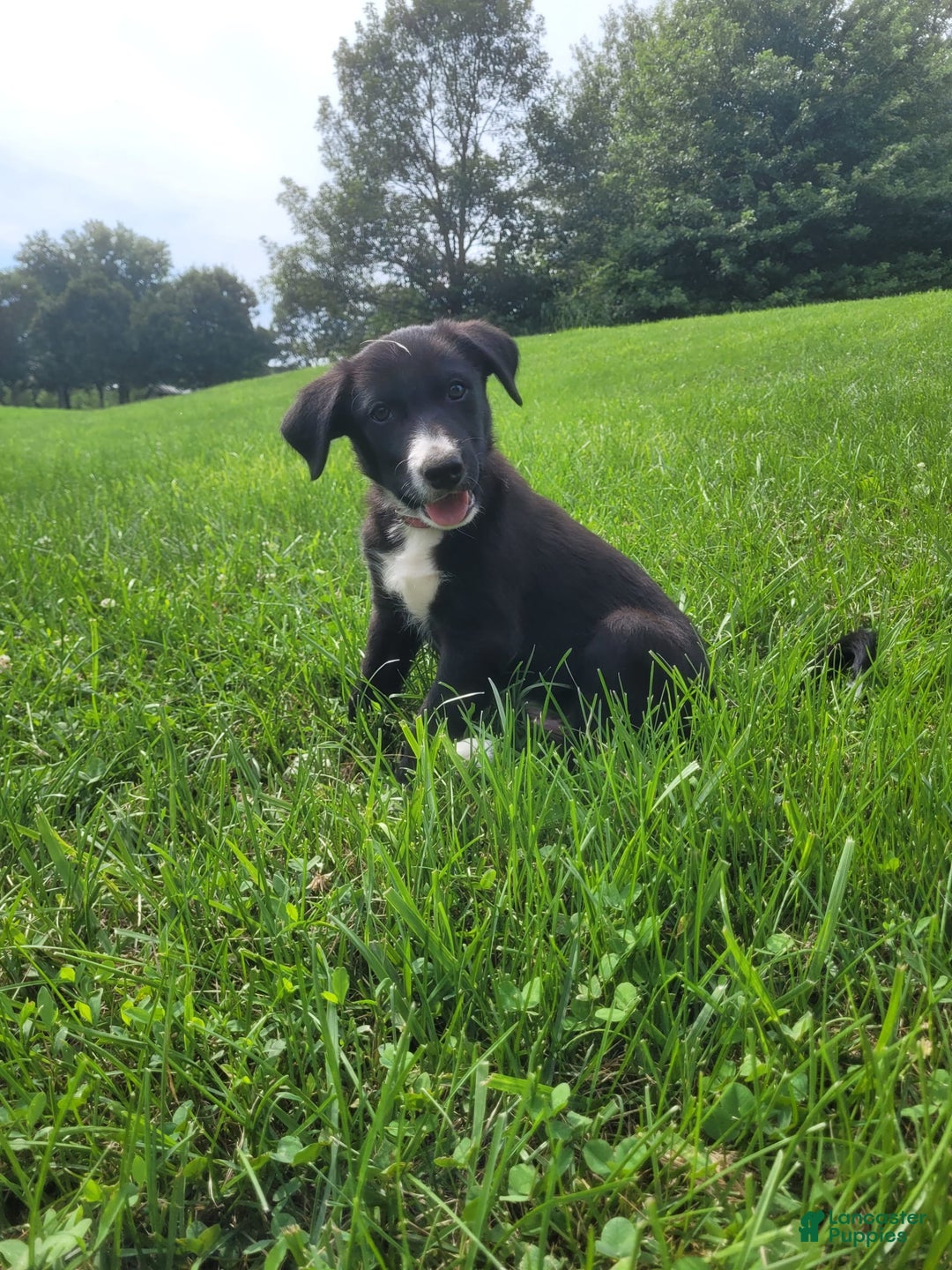 Border Collie dogs for sale: Bennie - Image 4