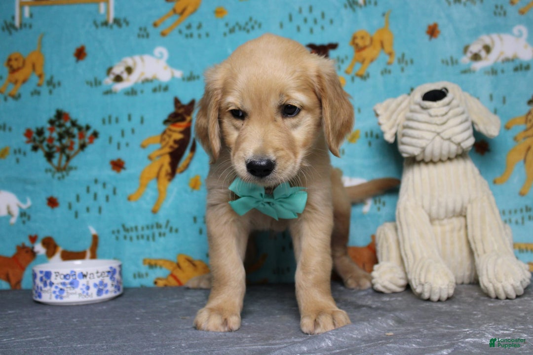 Golden Retriever dogs for sale: Sammy - Image 12
