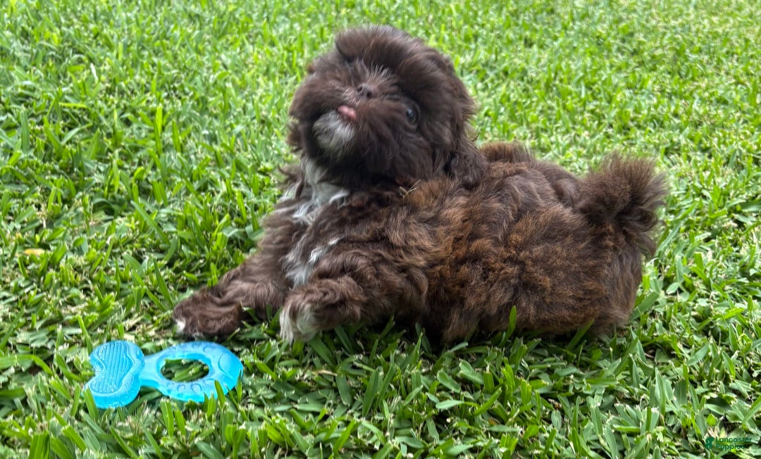 Shih Tzu dogs for sale: Kaylee - Image 10