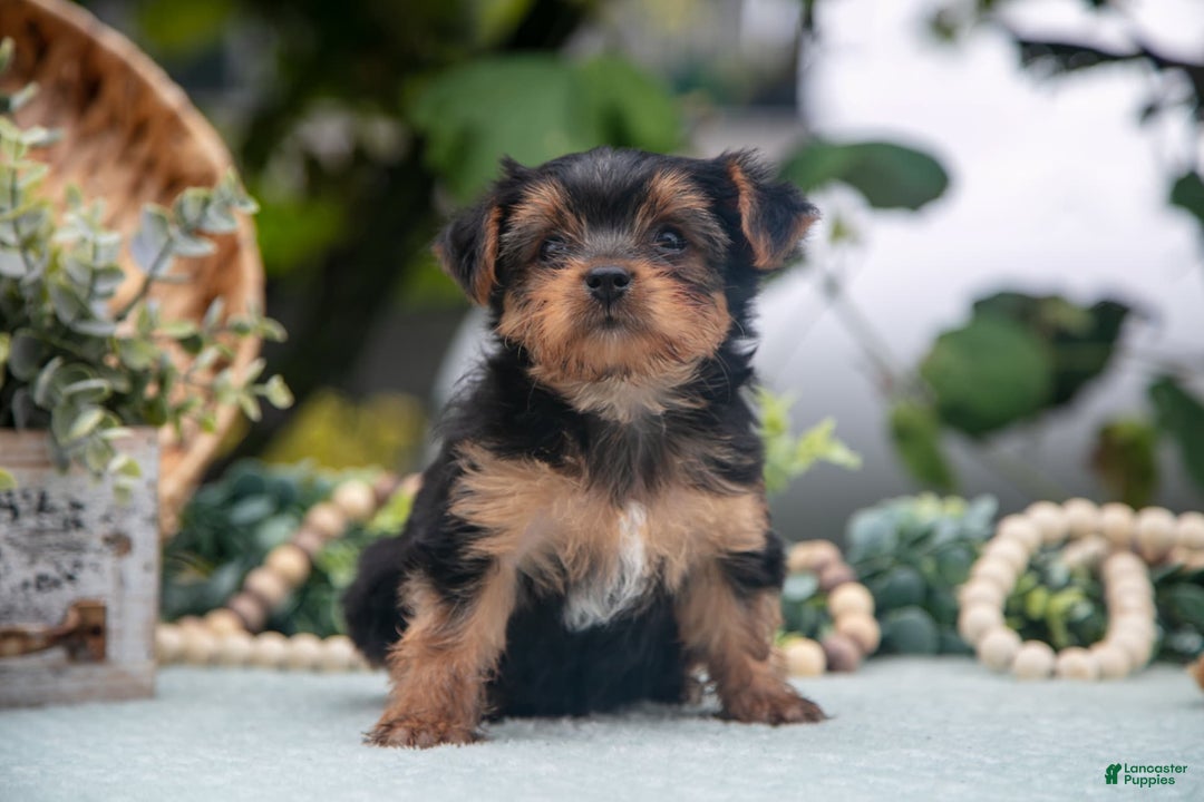 Shorkie dogs for sale: Hunter - Image 4