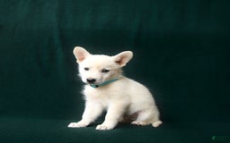 American Eskimo dogs for sale: Sterling - Image 2