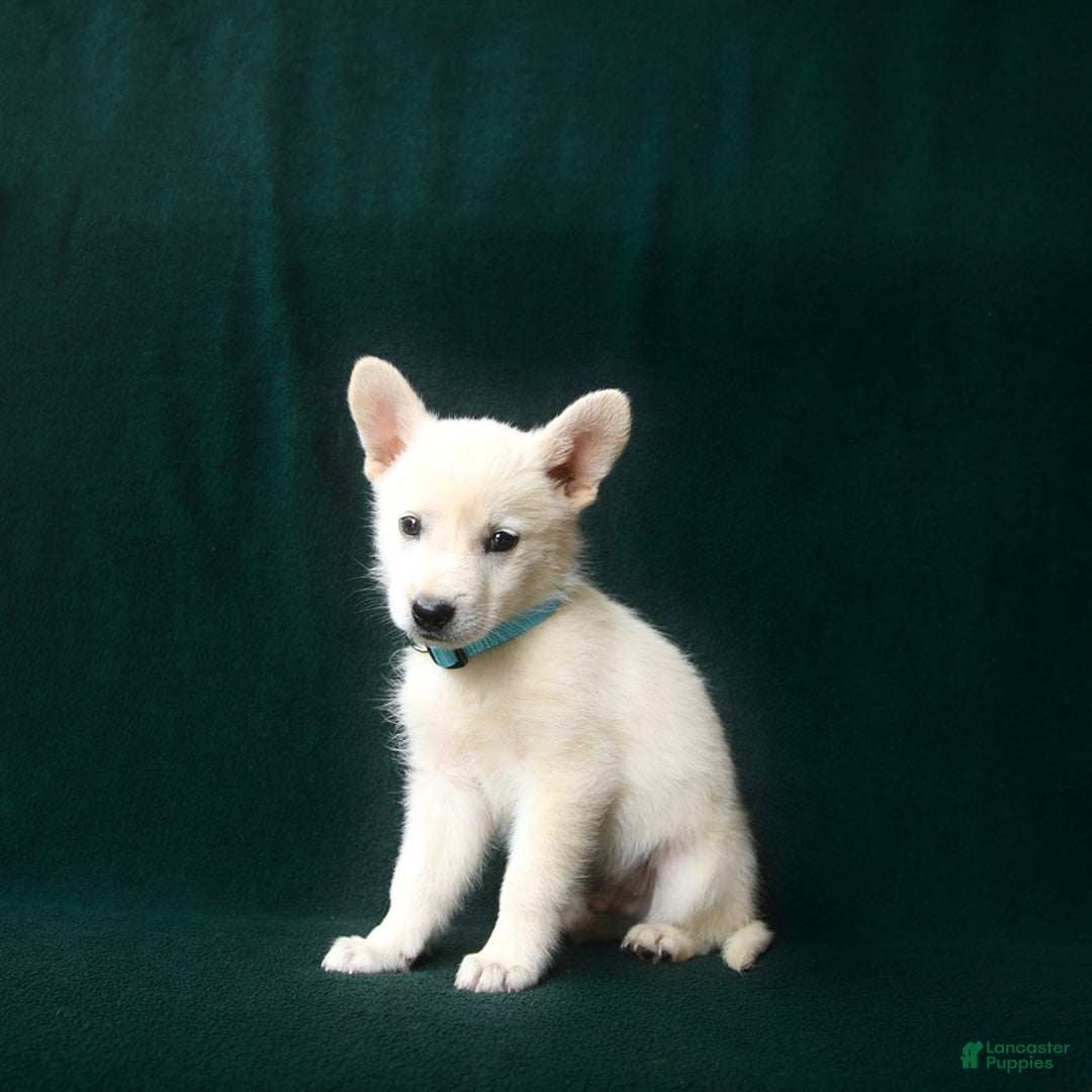 American Eskimo dogs for sale: Sterling - Image 2