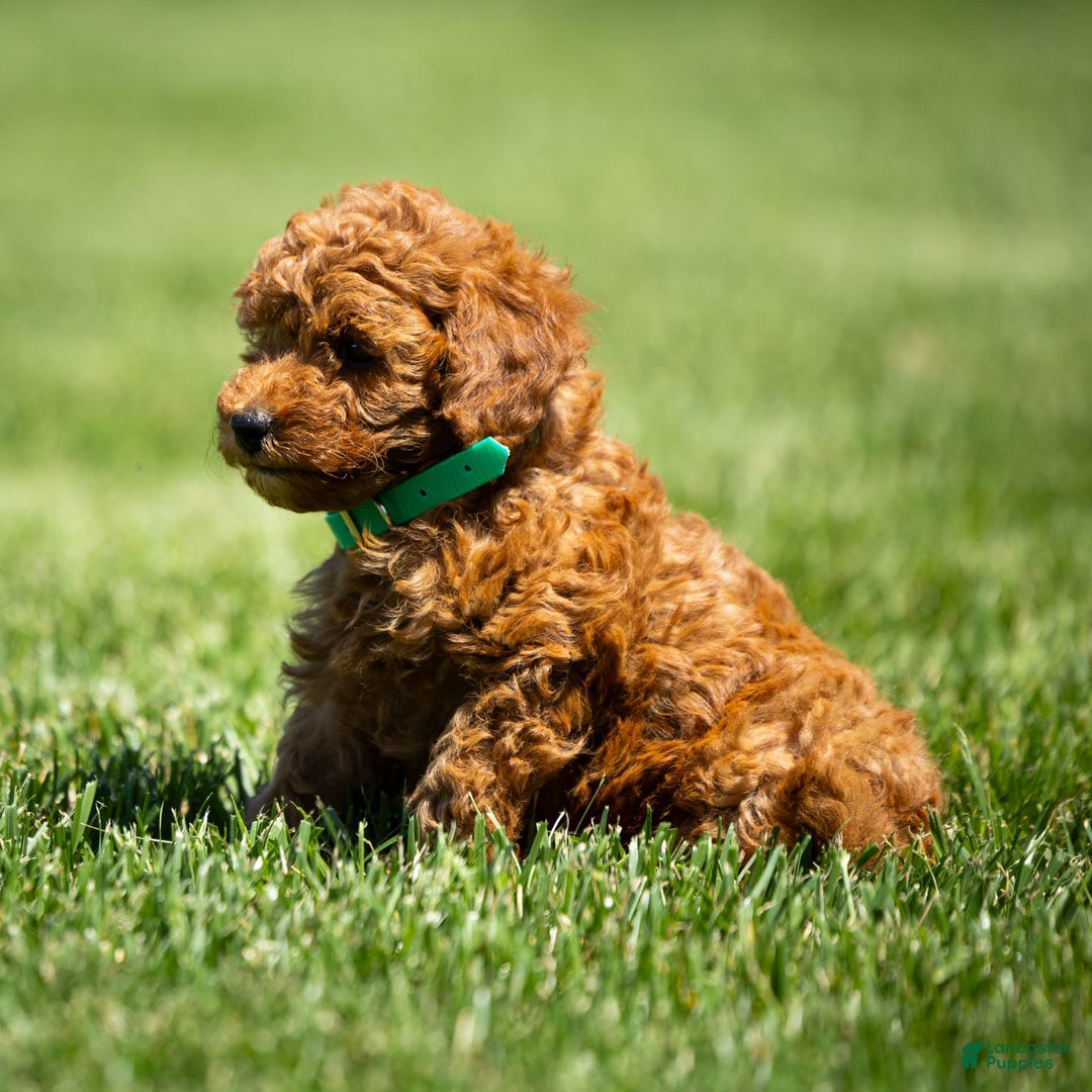 Goldendoodle dogs for sale: April - Image 6