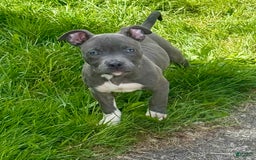 American Bully dogs for sale: Moon - Image 2
