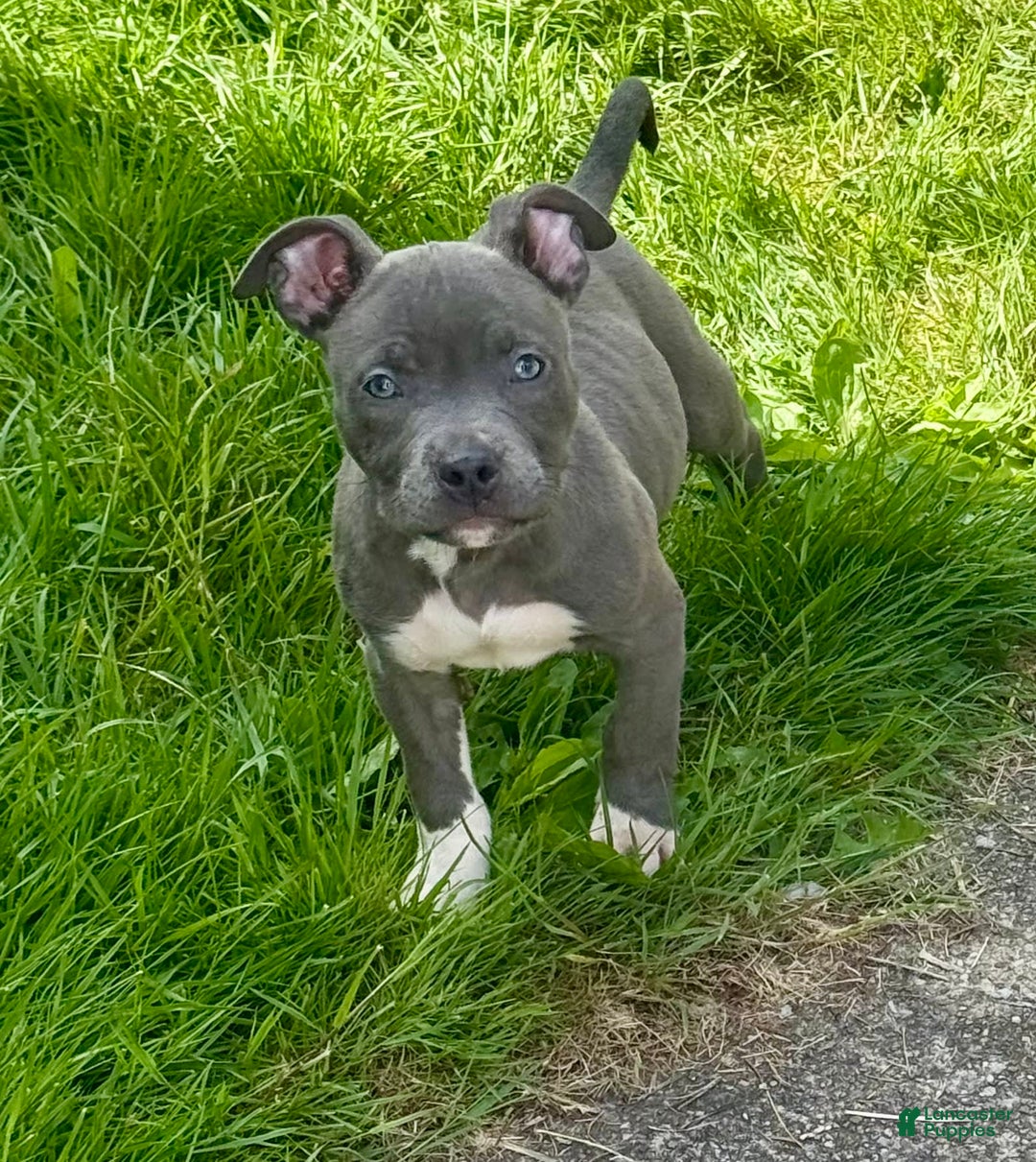 American Bully dogs for sale: Moon - Image 2