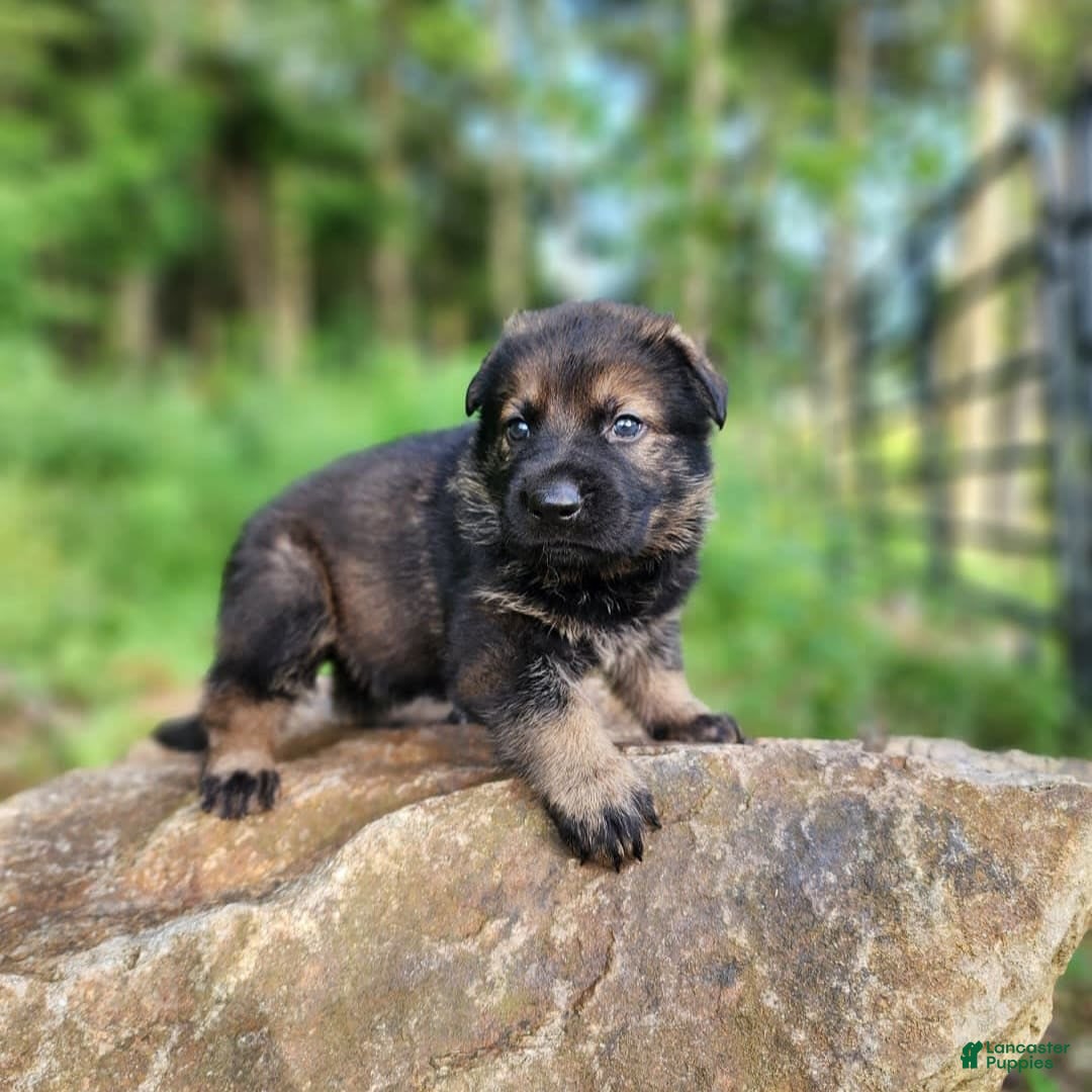 German Shepherd dogs for sale: Karma - Image 16