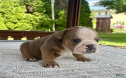English Bulldog dogs for sale: Bonnie - Image 3