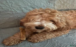 Cockapoo dogs for sale: Mickey - Image 5