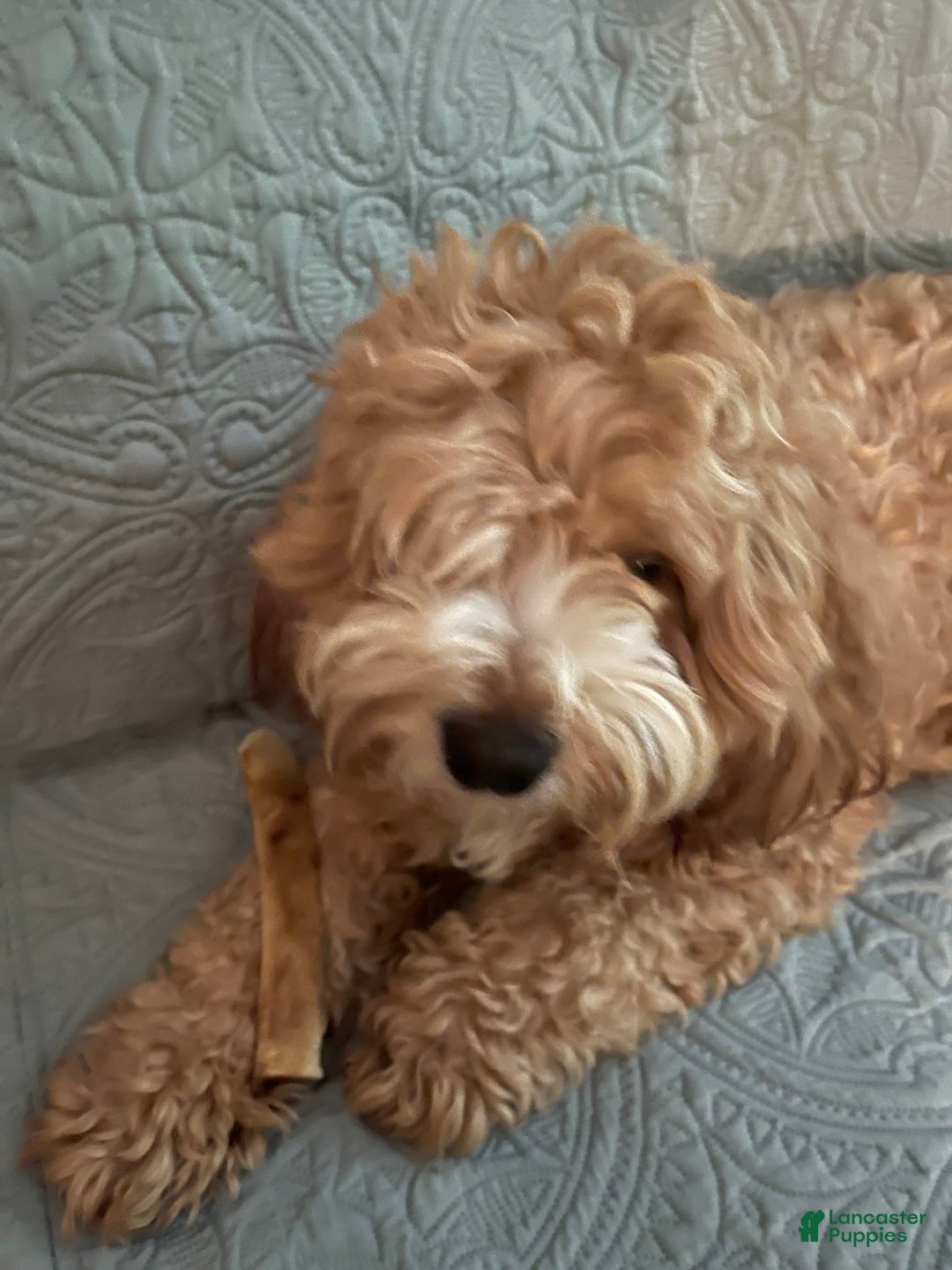 Cockapoo dogs for sale: Mickey - Image 5