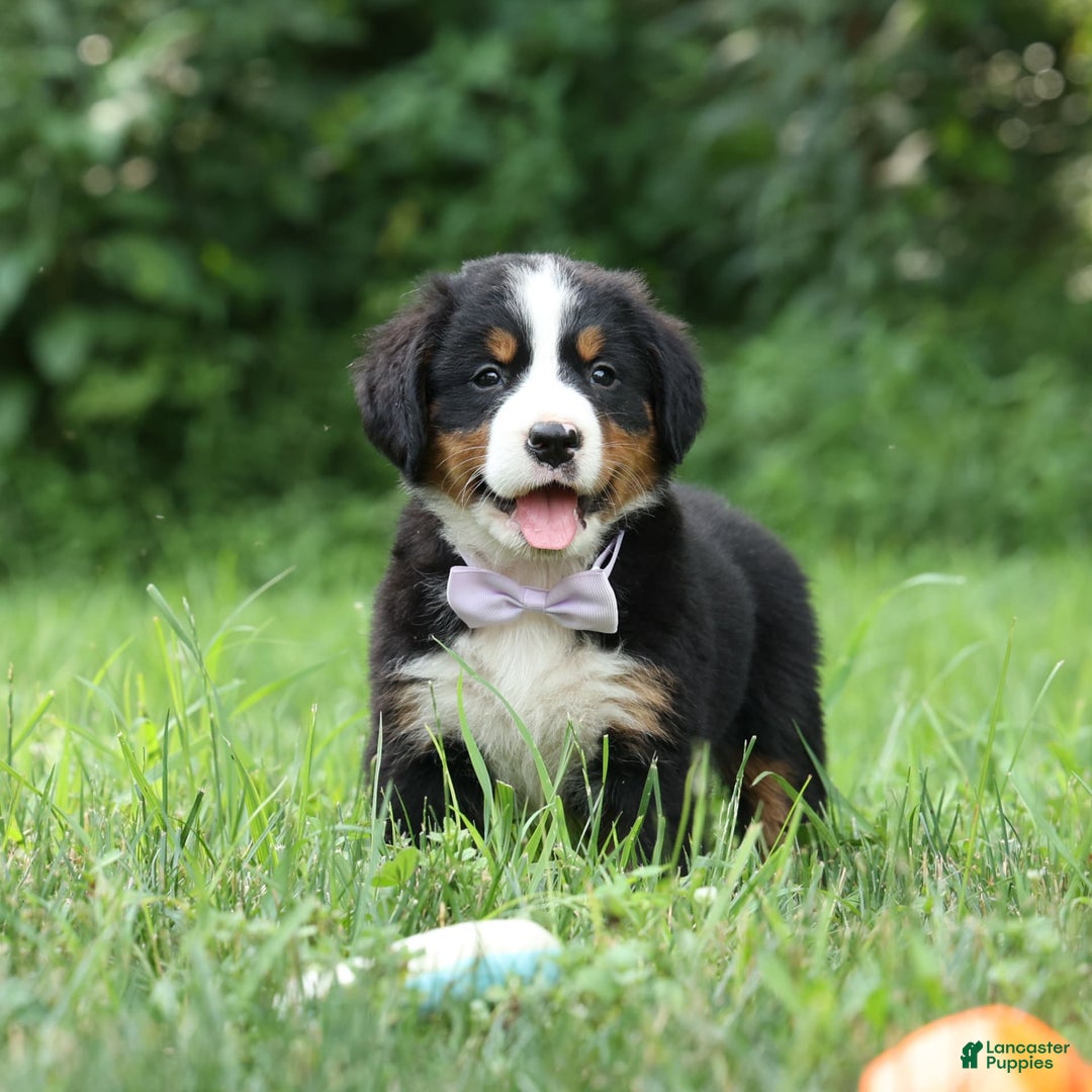Bernese Mountain Dog dogs for sale: Suse - Image 6